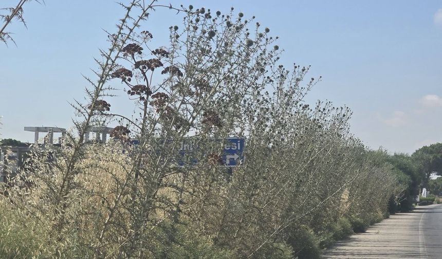 “Ağaçlar ve yabani otlar yolları tuttu”