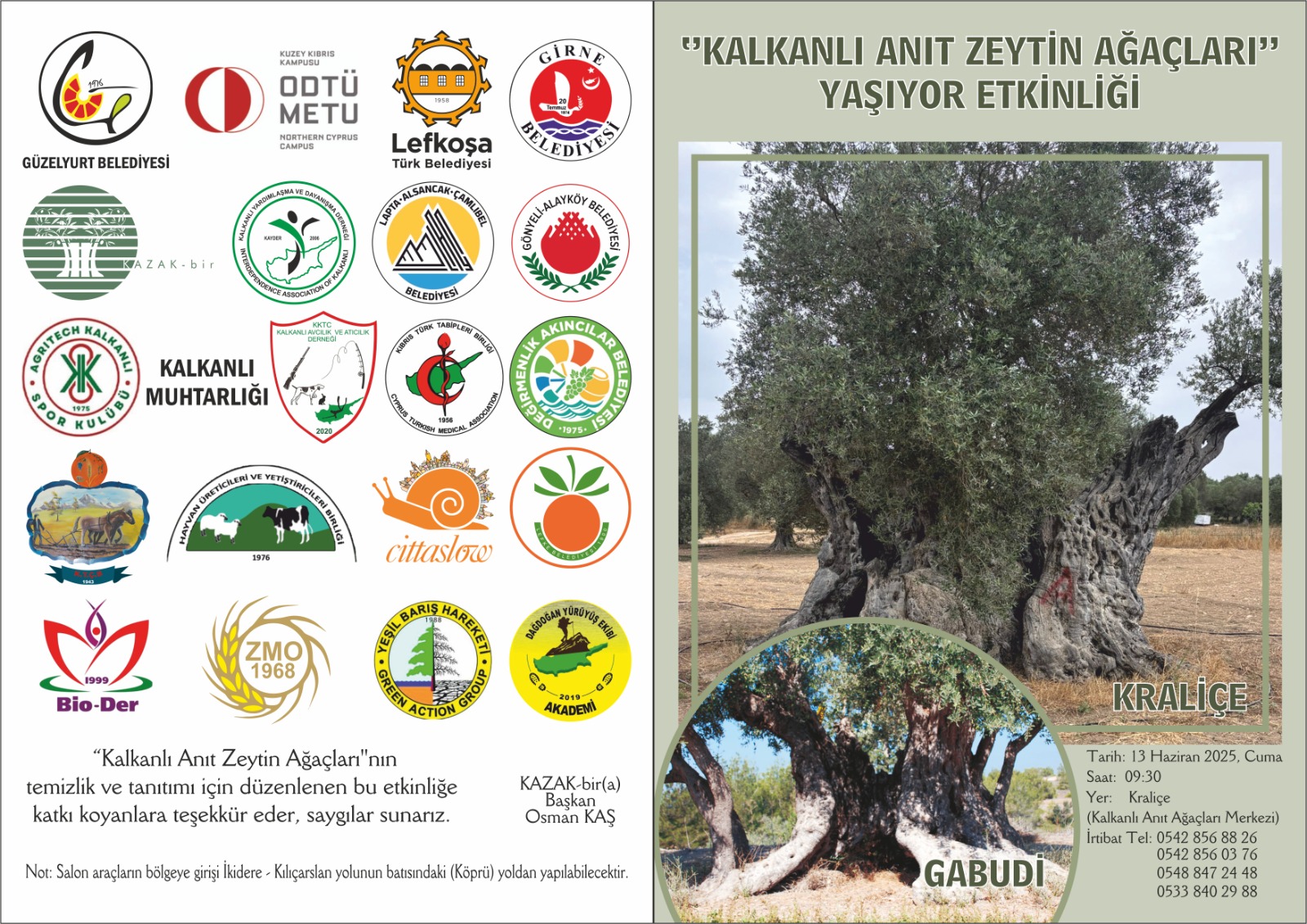 1748867393749Kalkanli Zeyti̇n Ağaçlari 2