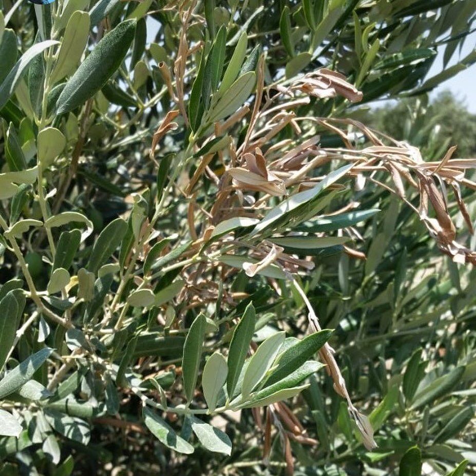 Zeytin Dalıı